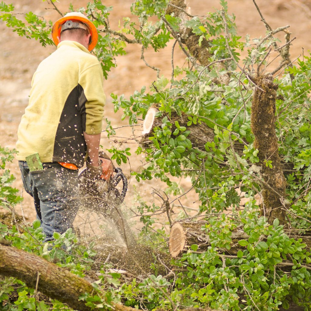 Contractor removes trees.